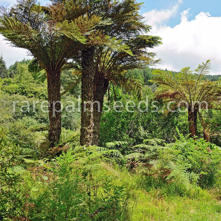 Cyathea dregei Cyathea dregei buy seeds at rarepalmseedscom