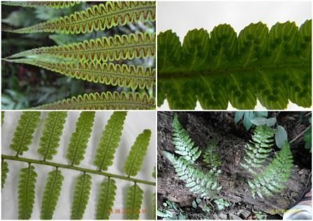 Cyathea gigantea wwwrondanobiodiversitycomimagesCgigantiajpg