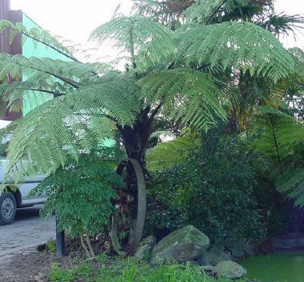 Cyathea medullaris Cyathea medullaris Mamaku Black tree fern Fronds New Zealand