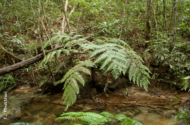 Cyathea podophylla Ferns of Thailand Laos and Cambodia gt Cyathea podophylla