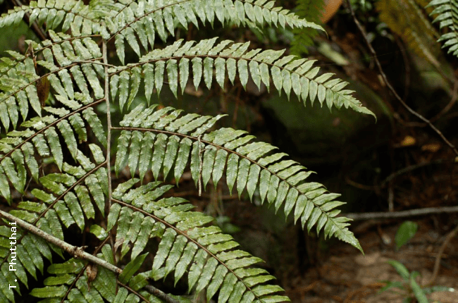 Cyathea podophylla Ferns of Thailand Laos and Cambodia gt Cyathea podophylla