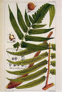 Cyathea podophylla httpsuploadwikimediaorgwikipediacommonsthu