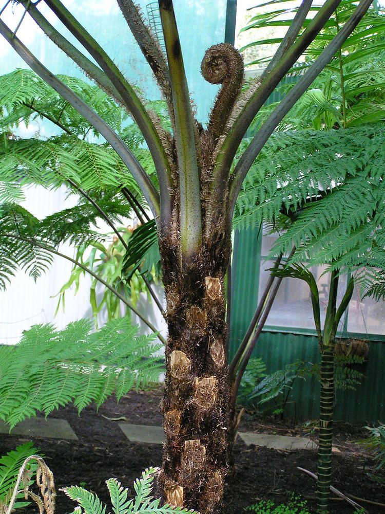 Cyathea robusta Cyathea Robusta A medium sized tree fern about 12 years ol Flickr