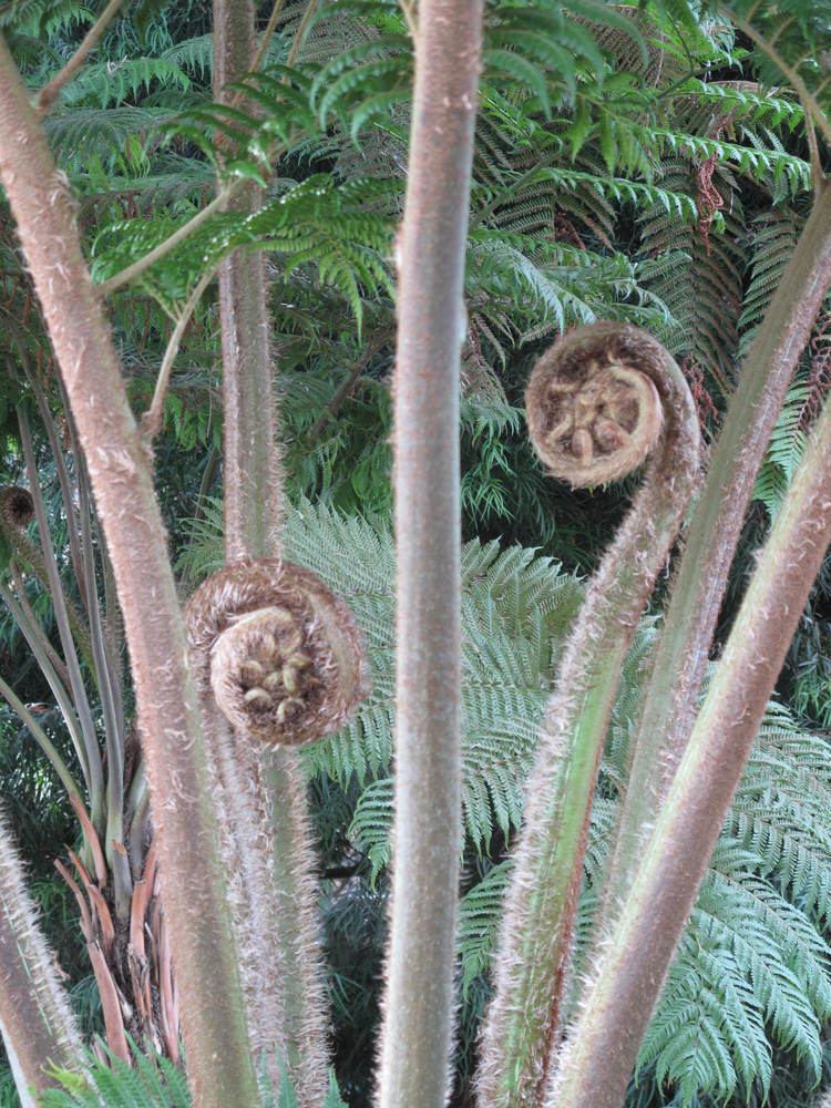 Cyathea robusta FileCyathea robusta Jardin des Plantes de Paris closeup 2jpg