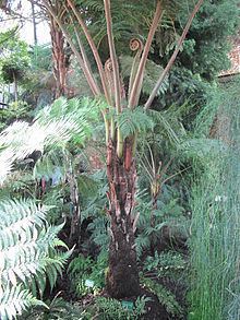 Cyathea robusta httpsuploadwikimediaorgwikipediacommonsthu