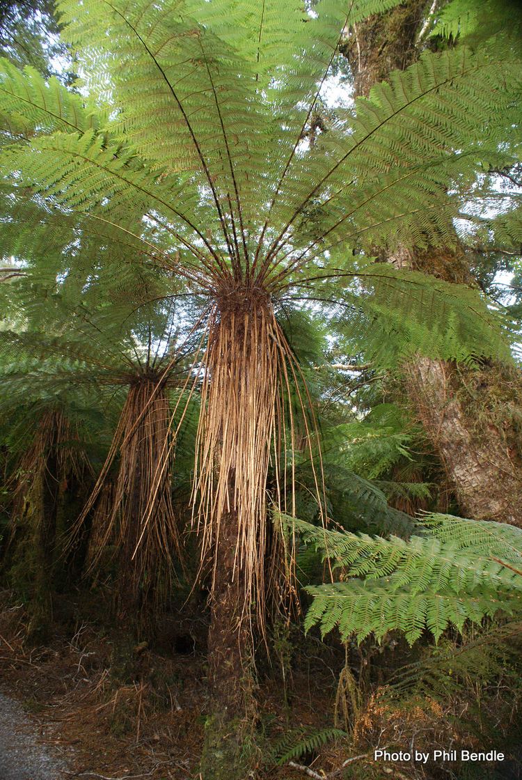 Cyathea smithii TERRAIN Taranaki Educational Resource Research Analysis