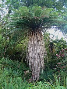 Cyathea smithii httpsuploadwikimediaorgwikipediacommonsthu