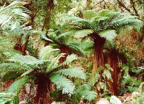 Cyathea smithii Cyathea smithii