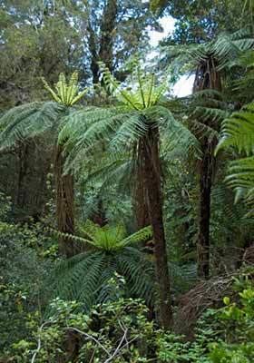 Cyathea smithii Cyathea smithii New Zealand Plant Conservation Network