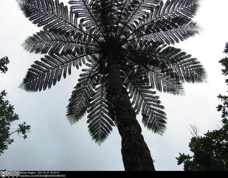 Cyatheaceae Cyatheaceae The Scaly Tree Ferns Tropical Biodiversity