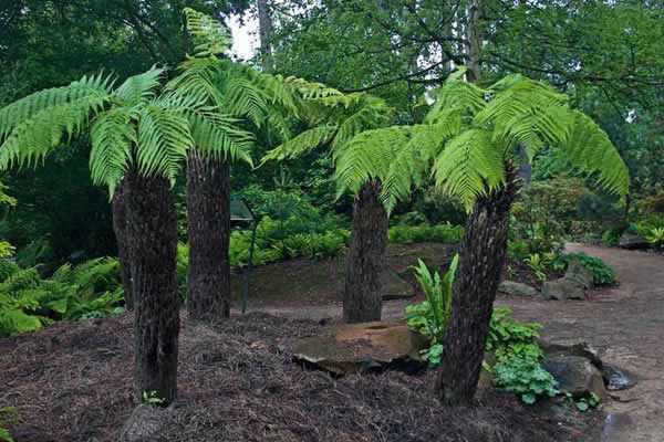Cyatheales Cyatheales The Gorgeous Daily