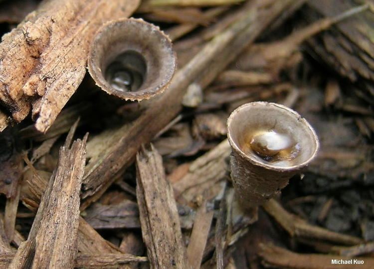 Cyathus stercoreus Cyathus stercoreus MushroomExpertCom