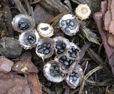 Cyathus stercoreus Cyathus stercoreus