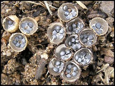 Cyathus stercoreus Australian Fungi A Blog 3 Cyathus stercoreus
