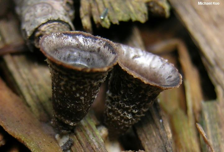 Cyathus stercoreus Cyathus stercoreus MushroomExpertCom