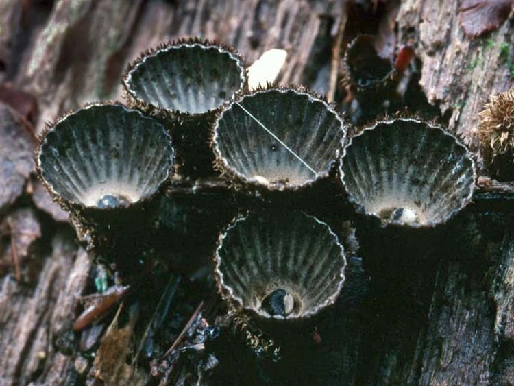 Cyathus striatus California Fungi Cyathus striatus