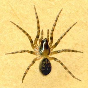 Cybaeidae Spider Collector39s Journal Catherine Creek Park Album
