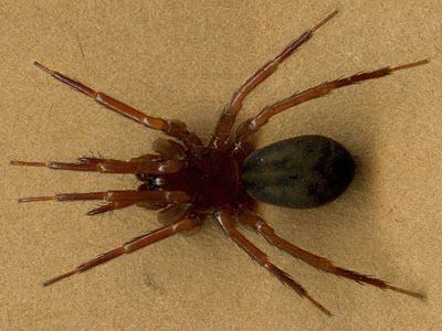 Cybaeidae Spider Collector39s Journal Taneum Lake Album