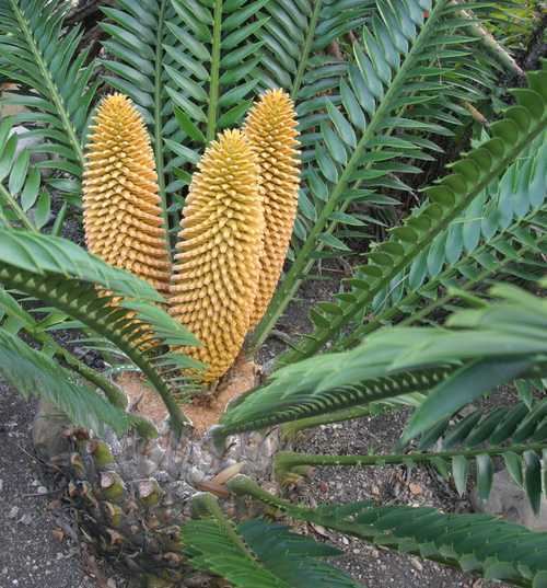 Cycad San Marcos Growers gtCycad Page