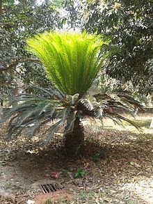 Cycas httpsuploadwikimediaorgwikipediacommonsthu