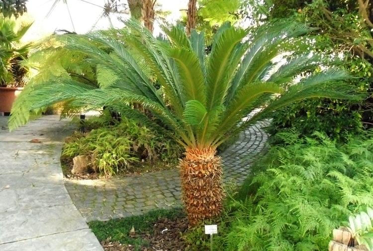 Cycas Cycas revoluta Wikipedia