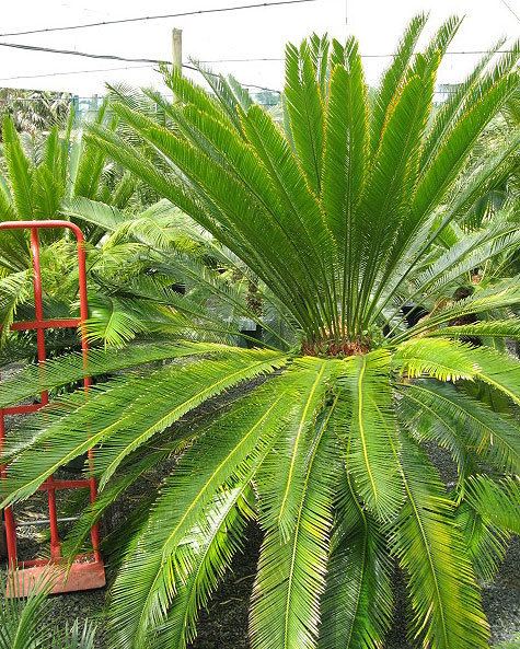 Cycas balansae Buy Cycas revoluta and cycads and palm trees online