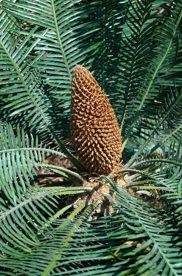 Cycas basaltica Cycasbasaltica1jpg