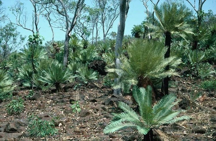 Cycas basaltica Cycasbasaltica3jpg