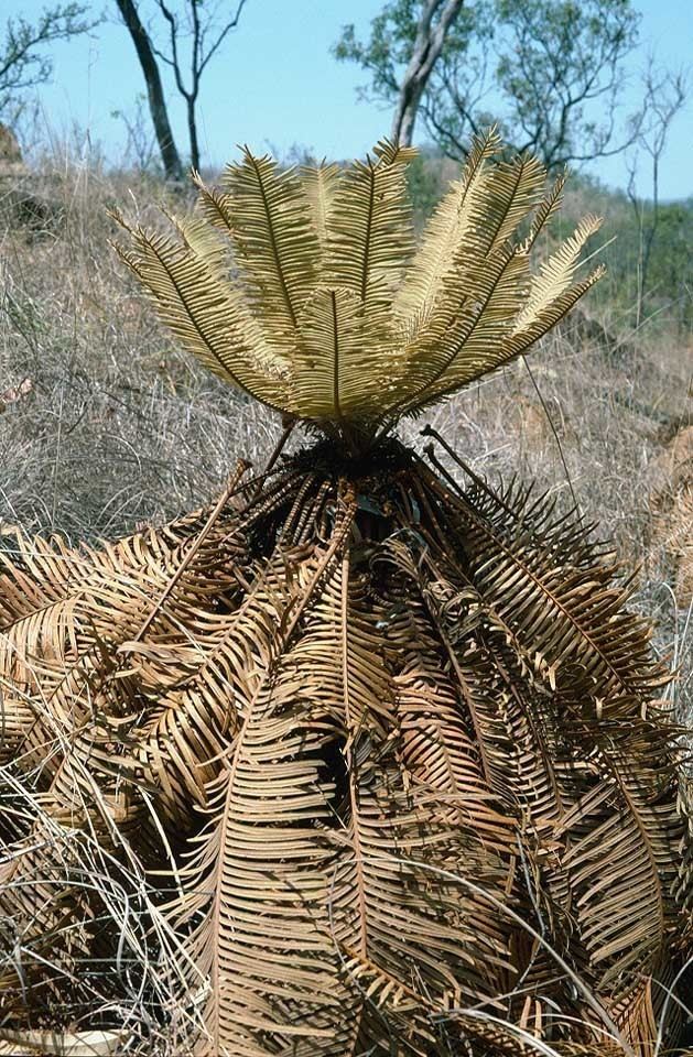 Cycas basaltica Cycasbasaltica0jpg