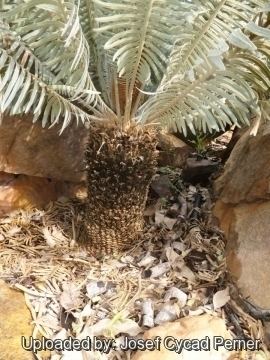 Cycas basaltica Cycas basaltica