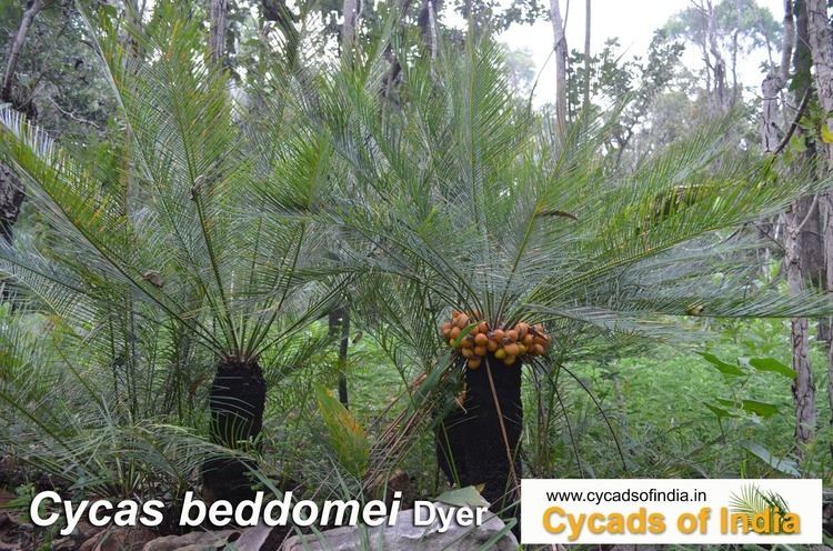 Cycas beddomei Cycas beddomei Dyer Cycads of India