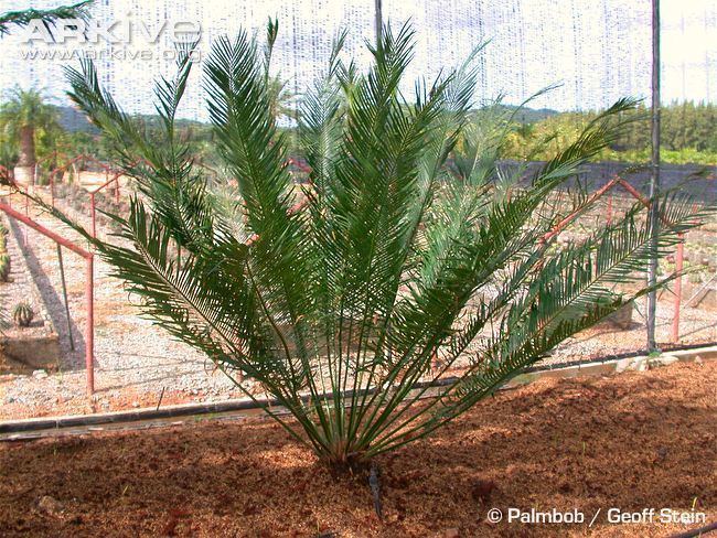 Cycas chamaoensis Cycad videos photos and facts Cycas chamaoensis ARKive