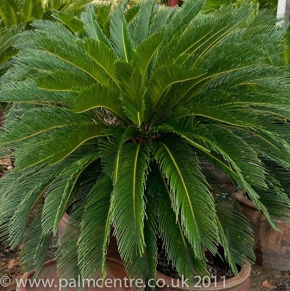 Cycas Cycas revoluta Sago Palm for sale From Palm Centre