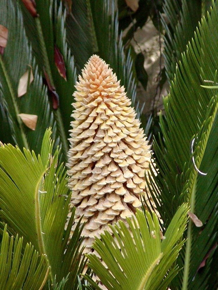 Cycas Cycas revoluta Wikipedia