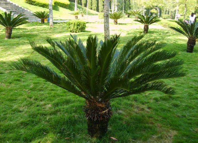 Cycas Compare Prices on Cycas Online ShoppingBuy Low Price Cycas at