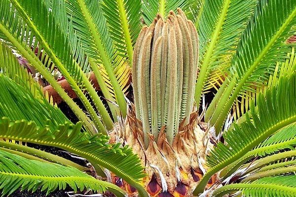 Cycas Cycas revoluta Pacsoa