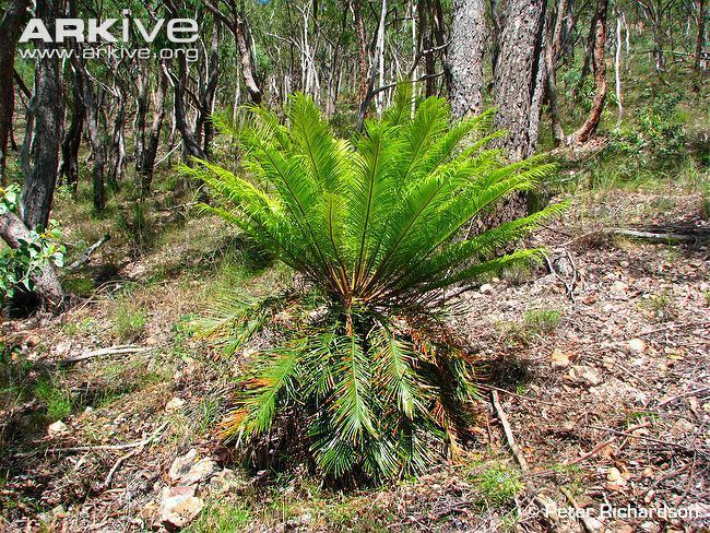 Cycas media Cycad photo Cycas platyphylla G51515 ARKive