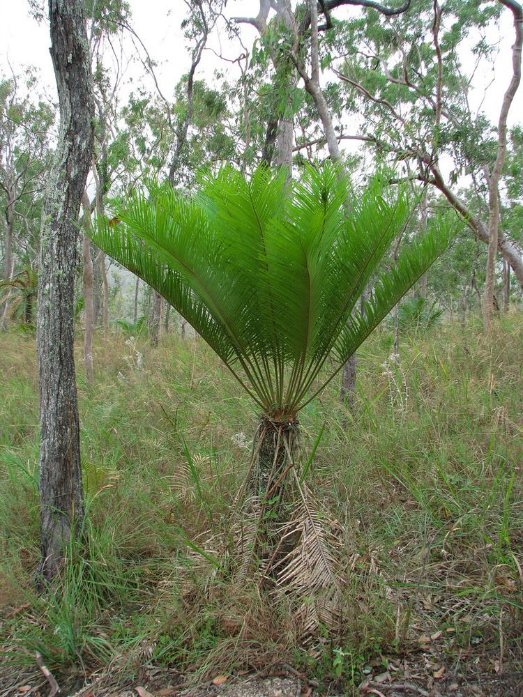 Cycas media Cycas media Trunked plant with upswept fronds in grassy s Flickr