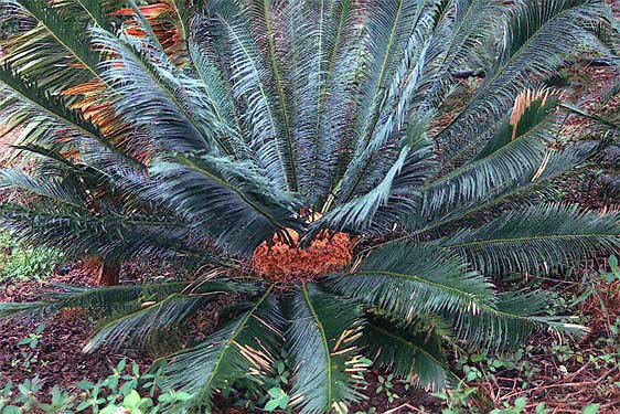 Cycas panzhihuaensis wwwpacsoaorgauwimages007Cycaspanzhihuaens