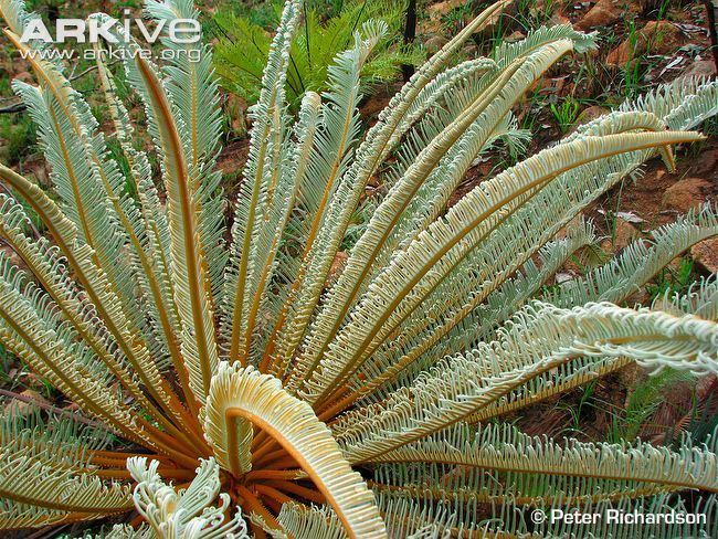 Cycas platyphylla Cycad photo Cycas platyphylla G51498 ARKive