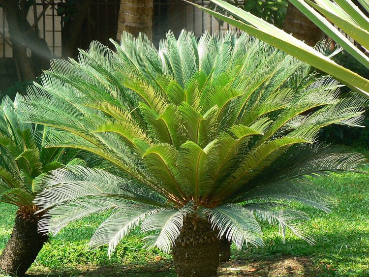 Cycas revoluta Cycas revoluta Common name Sago Palm King Sago Botanical Flickr