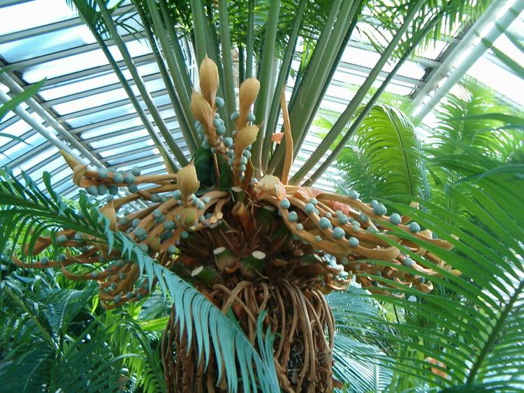 Cycas rumphii FileCycas rumphii FemaleFertileLeaves BotGardBln0906tJPG