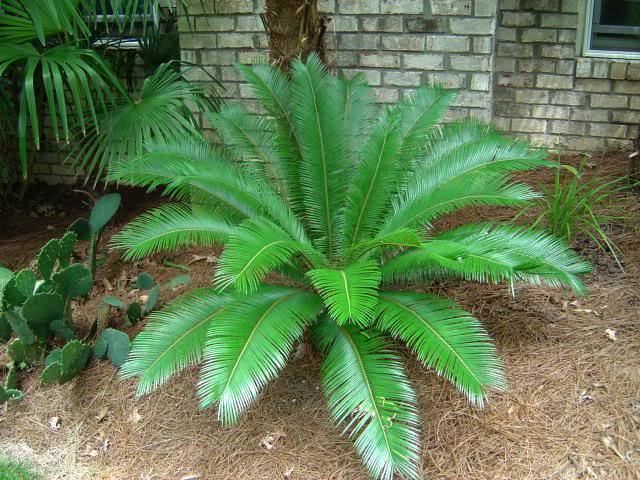 Cycas taitungensis Emperor Sago Cycas taitungensis Highland Cycad Palm eBay