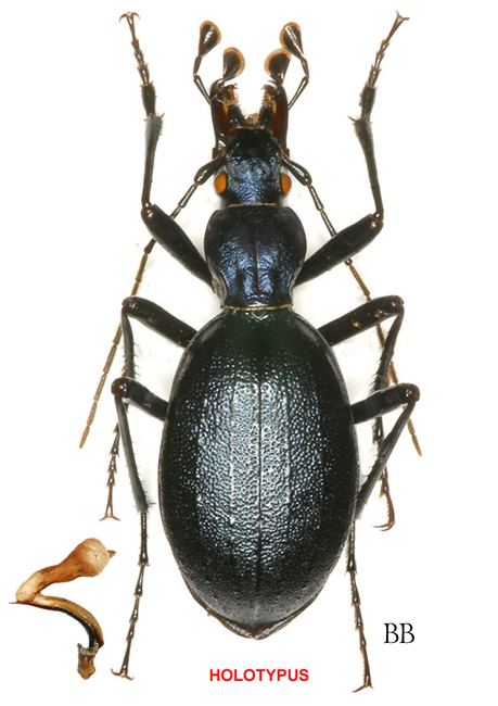 Cychrus Carabidae