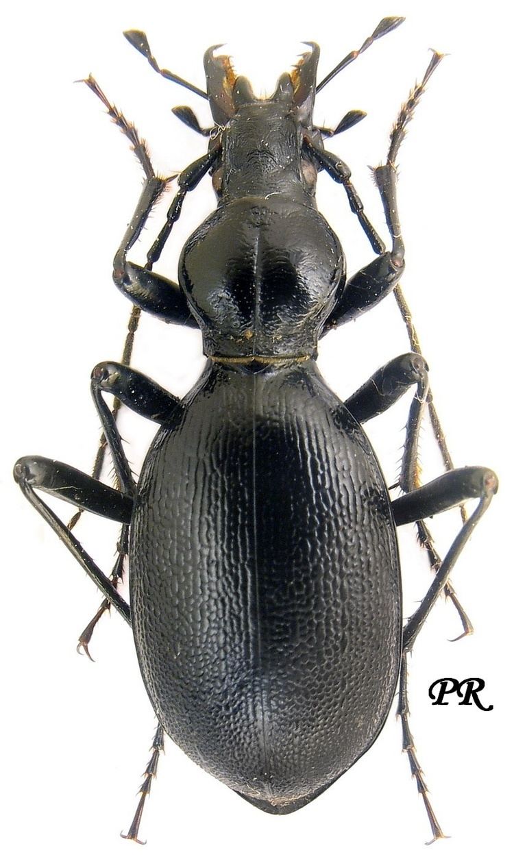 Cychrus Subgenus Cychrus sensu stricto Carabidae