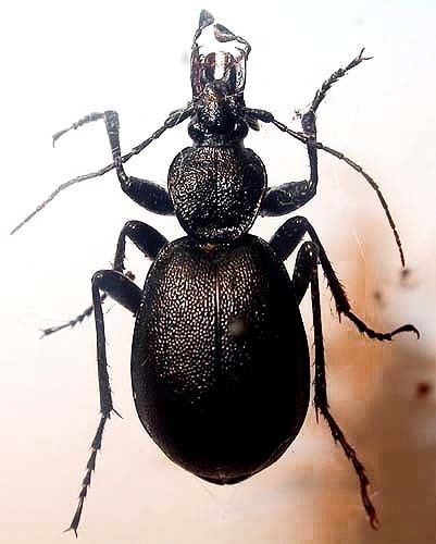 Cychrus caraboides Cychrus caraboides L 1758