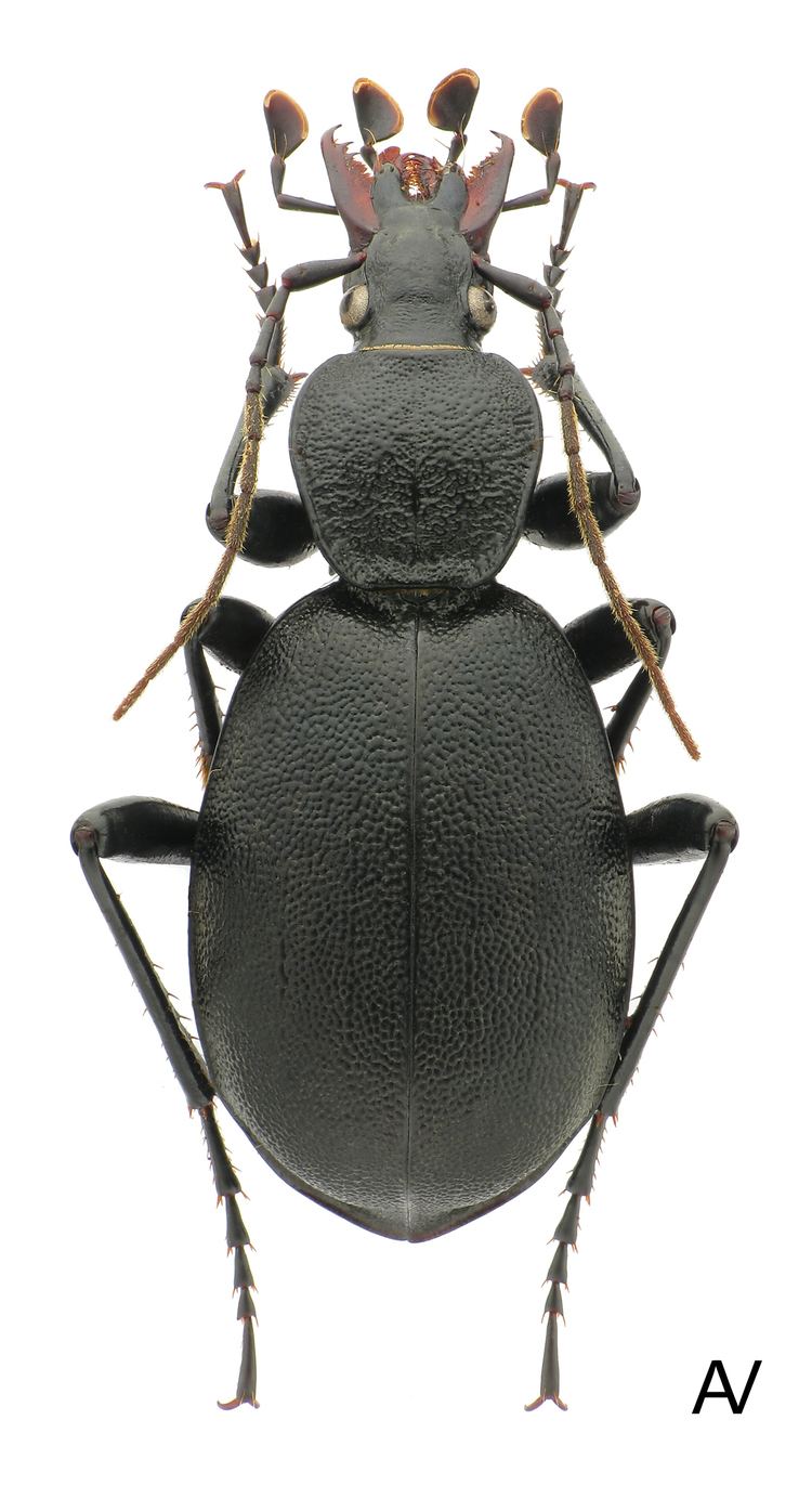 Cychrus caraboides Cychrus Cychrus caraboides Linnaeus 1758 Carabidae