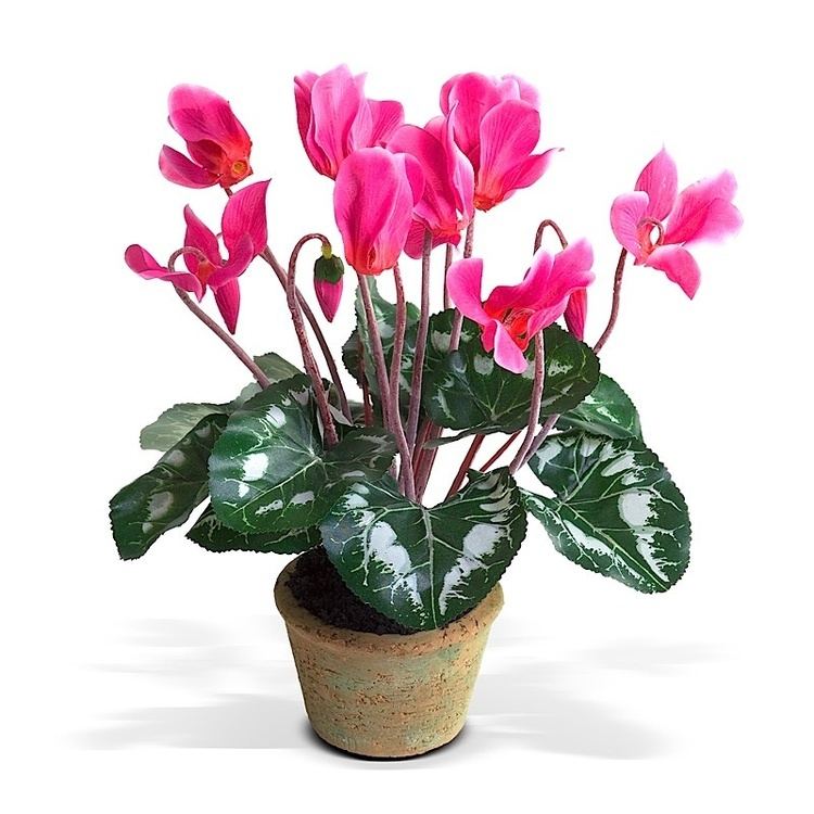 Cyclamen Cyclamen