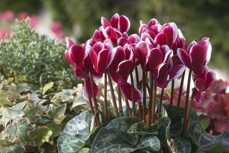 Cyclamen How To Care For Cyclamen