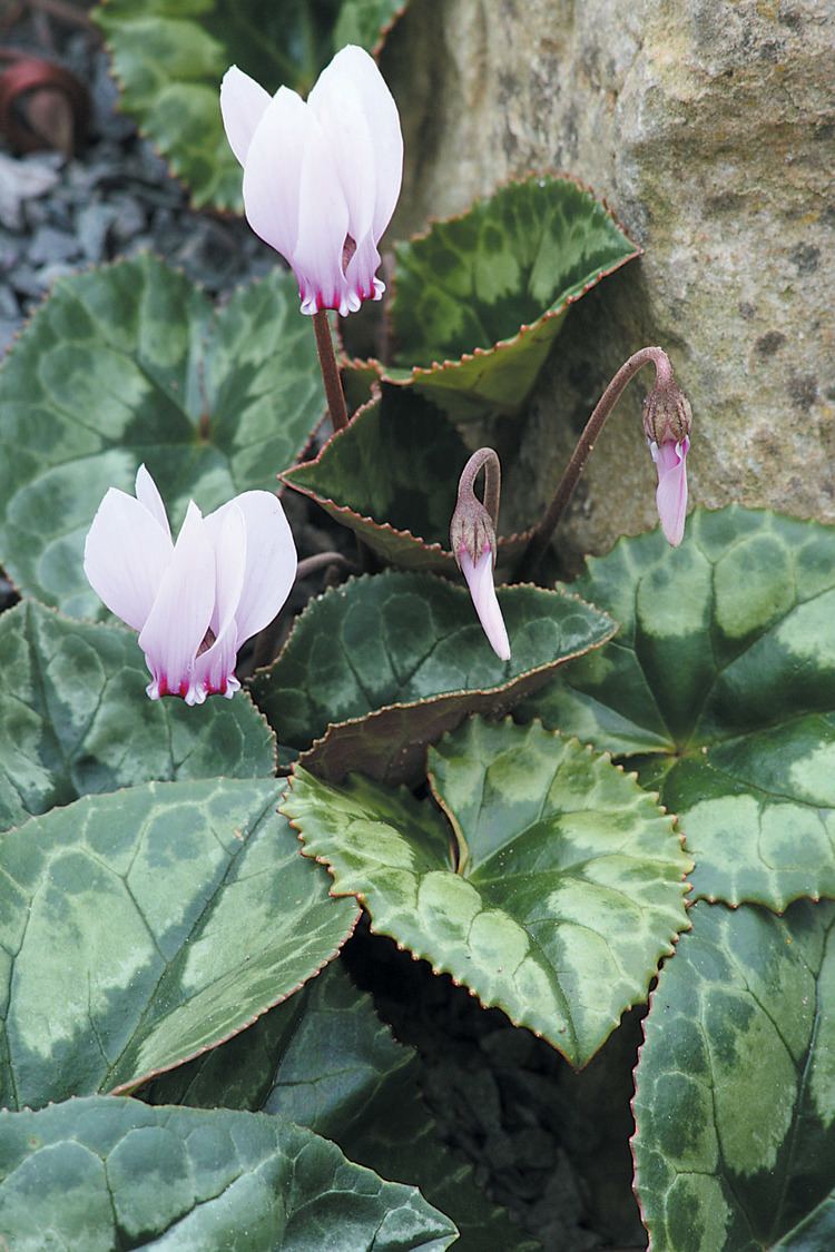 Cyclamen africanum Pacific Horticulture Society Cyclamen for Summer and Autumn
